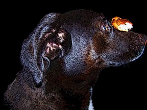 dognose dognose